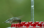 Hummingbird Feeder | Ant-Proof & UV-Resistant Polycarbonate | 12 Oz Capacity