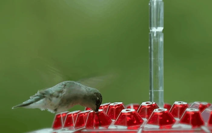 Hummingbird Feeder | Ant-Proof & UV-Resistant Polycarbonate | 12 Oz Capacity