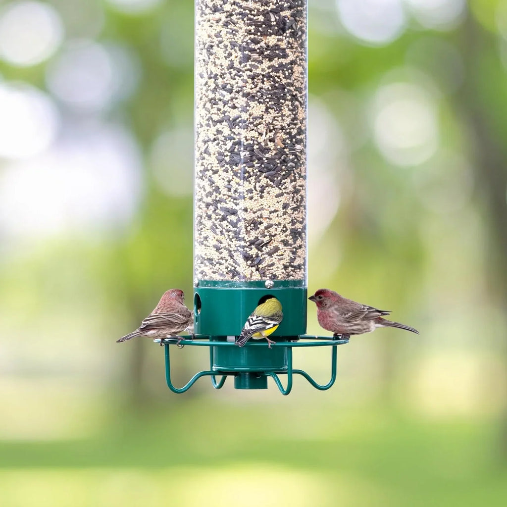 Bird Feeder | Squirrel-Proof Weight-Activated | Large Capacity