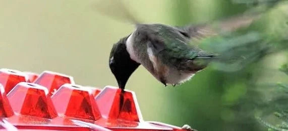 Hummingbird Feeder | Ant-Proof & UV-Resistant Polycarbonate | 12 Oz Capacity