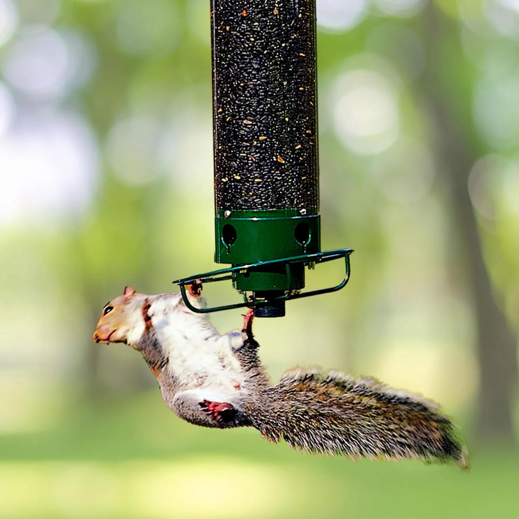 Bird Feeder | Squirrel-Proof Weight-Activated | Large Capacity