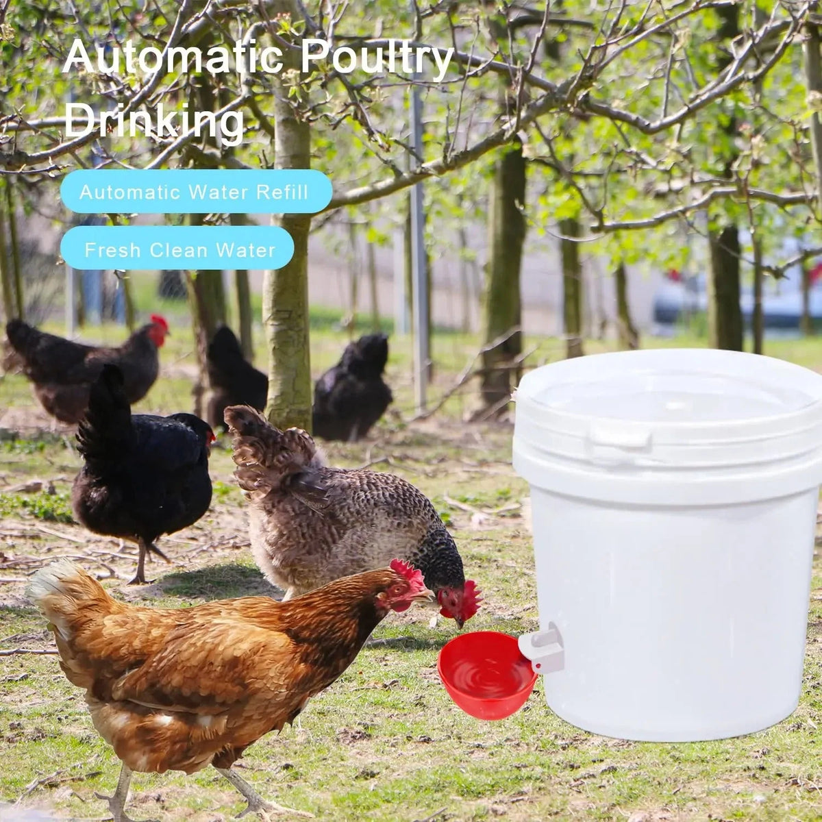 Chicken Waterer | Gravity-Fed & Leak-Proof Deep Cups | Set of 10