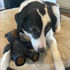 Dog Toy | Indestructible Chew-Resistant Nylon & Squeaker