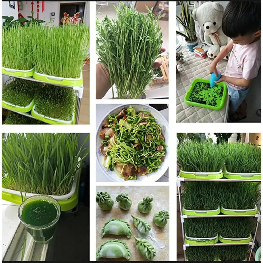 Sprouting Tray | 2-Layer Drainage & BPA-Free Plastic | 33 x 26 cm