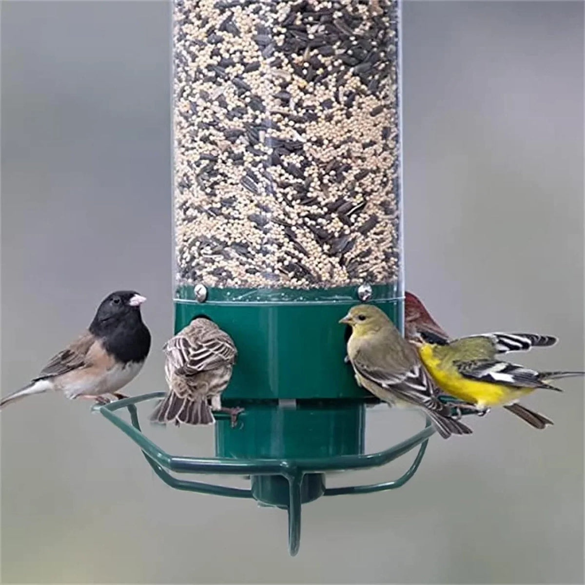 Bird Feeder | Squirrel-Proof Weight-Activated | Large Capacity