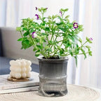 Indoor Planter | Eco-Friendly Self-Watering & Double-Wall