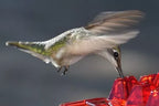 Hummingbird Feeder | Ant-Proof & UV-Resistant Polycarbonate | 12 Oz Capacity