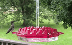 Hummingbird Feeder | Ant-Proof & UV-Resistant Polycarbonate | 30 Feeding Ports