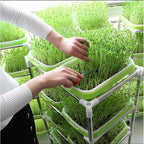 Sprouting Tray | 2-Layer Drainage & BPA-Free Plastic | 33 x 26 cm